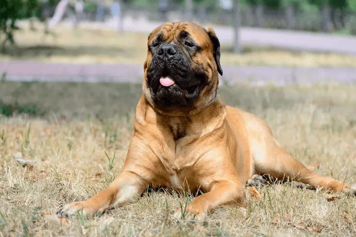 bullmastiff laying