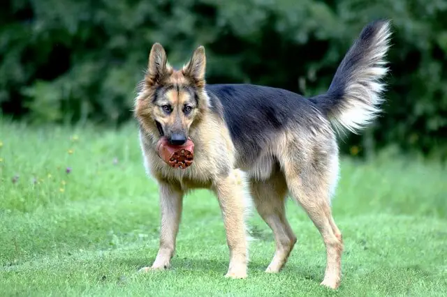 bushy dog tail