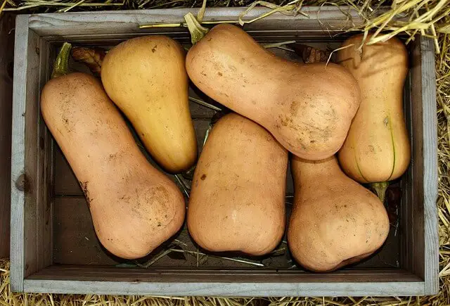 butternut squash in wooden crate