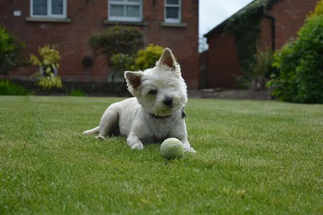 Cairn Terrier