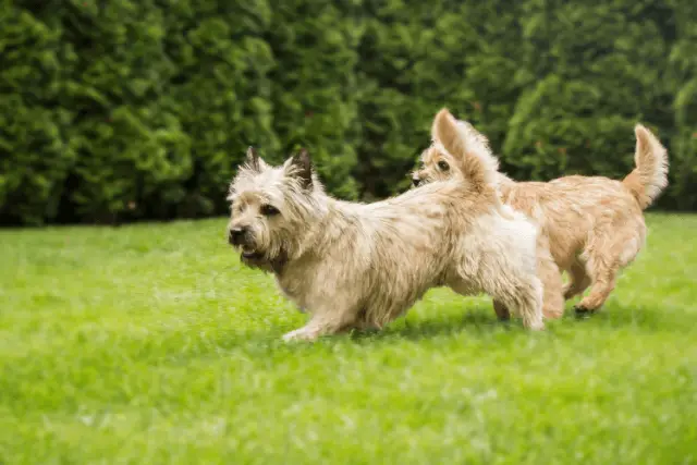 Cairn Terrier