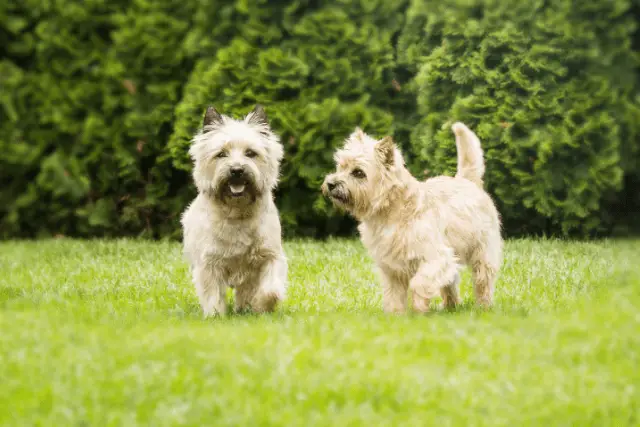 Cairn Terrier