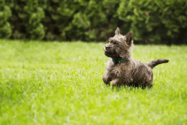 Cairn Terrier