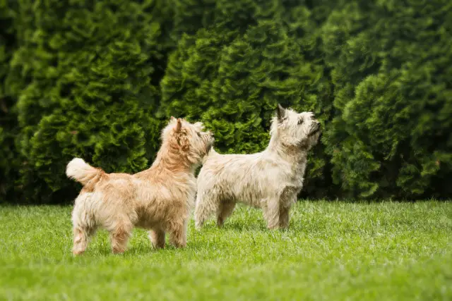 Cairn Terrier