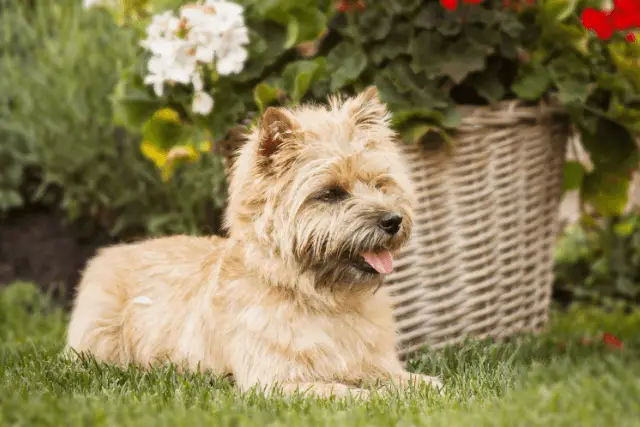 Cairn Terrier