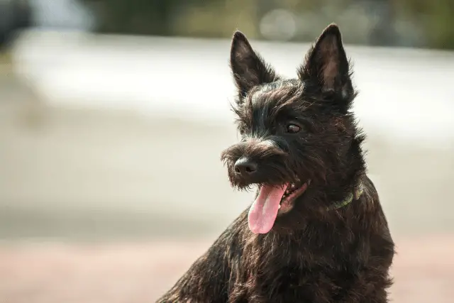 Cairn Terrier