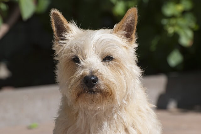 cairn-terrier closeup