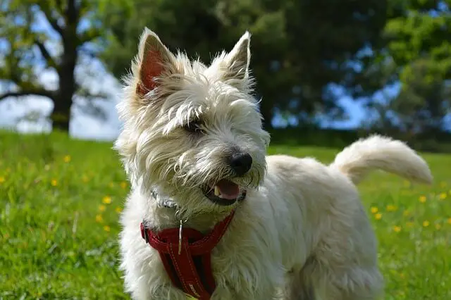 cairn-terrier in park