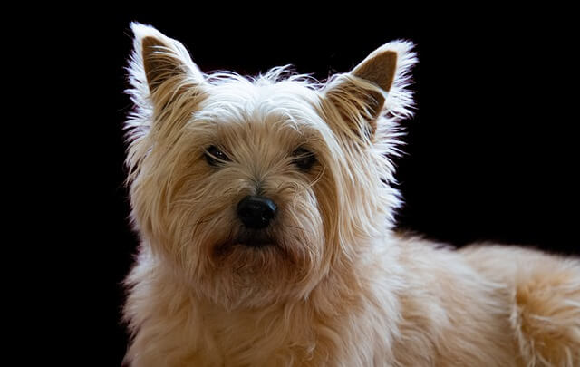 Cairn Terrier Rescue 0sSMpo7iyf 