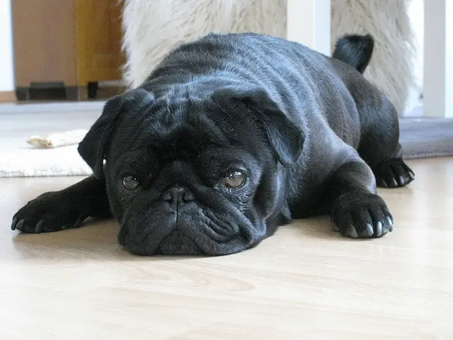 calm pug