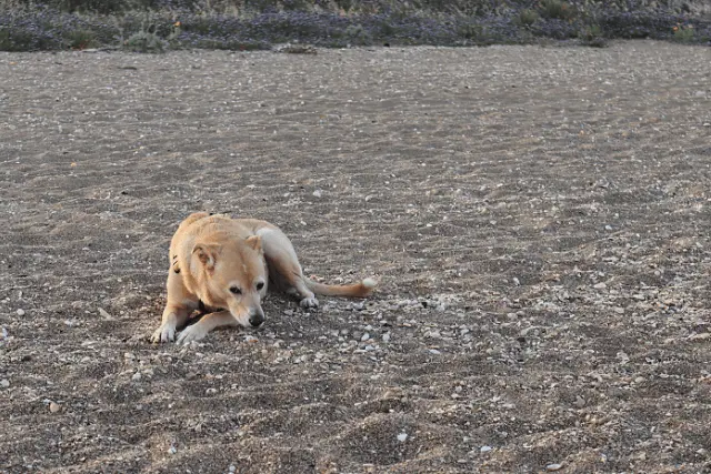 Canaan Dog