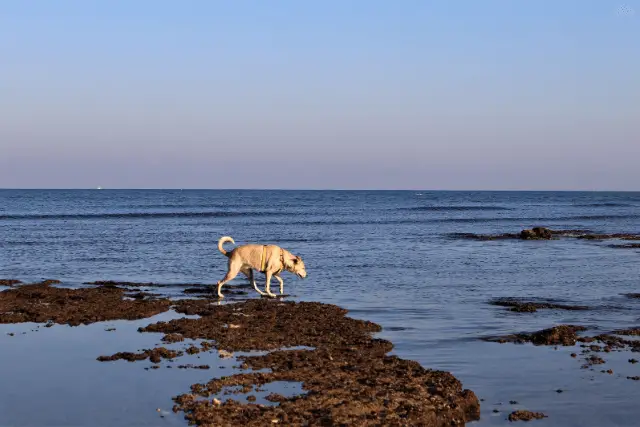 Canaan Dog