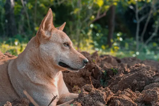 Canaan Dog