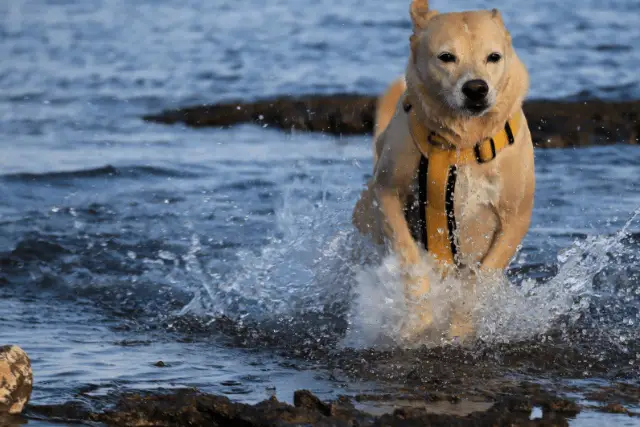 Canaan Dog