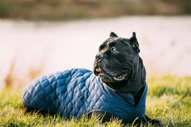 Cane Corso