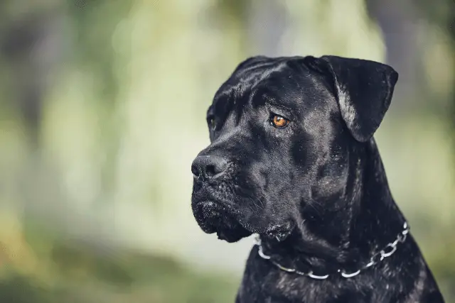 Cane Corso