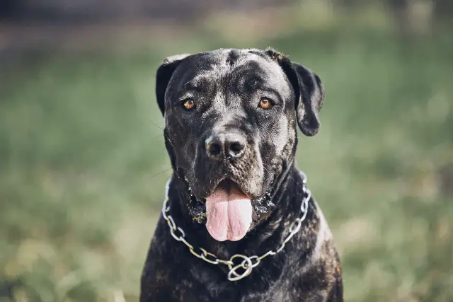 Cane Corso