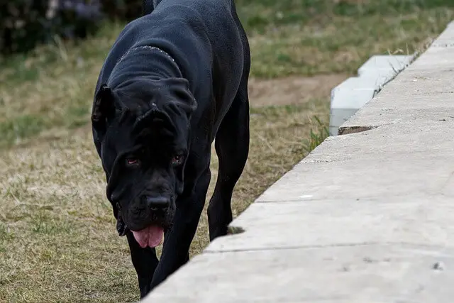 cane corso in garden