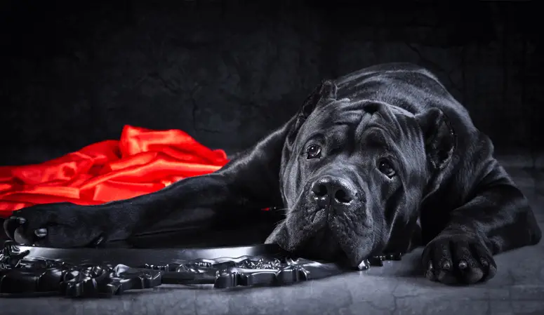 cane corso laying