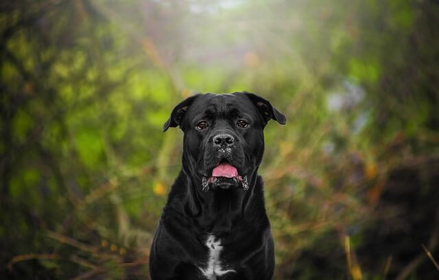 cane corso