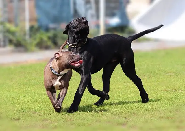 cane corso playing