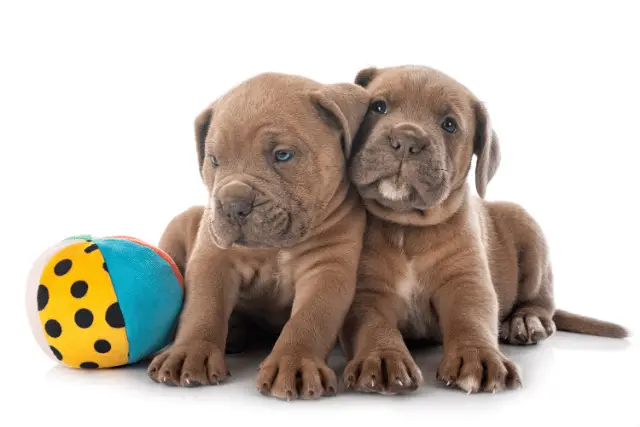 Cane Corso puppies