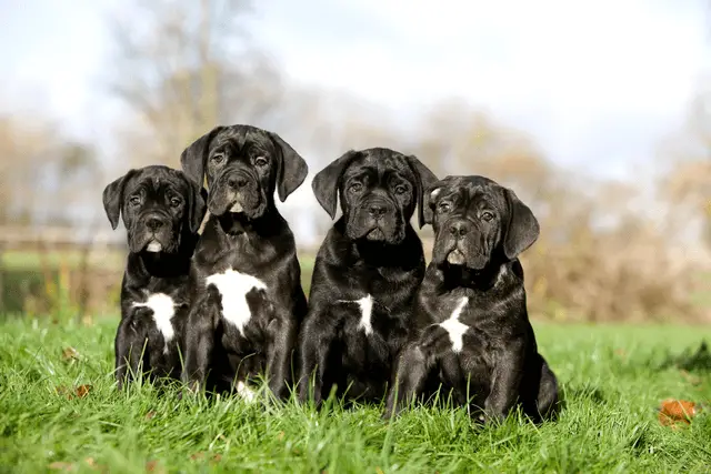 cane corso štenci