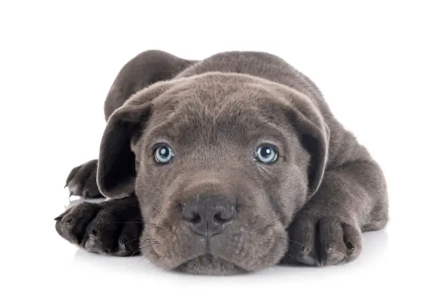 Cane Corso puppy