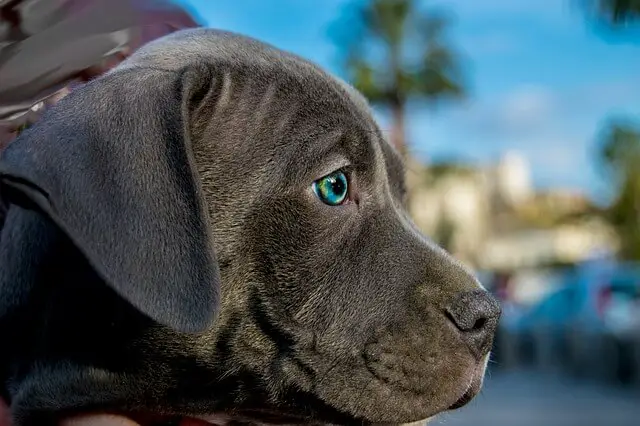 cane corso puppy