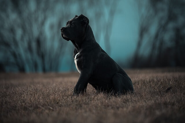 cane corso puppy