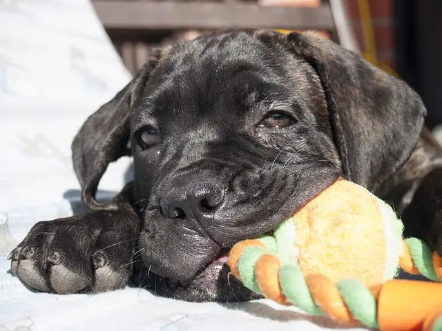 cane corso puppy