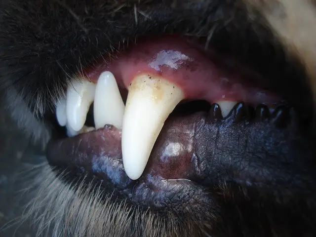 dientes de perro