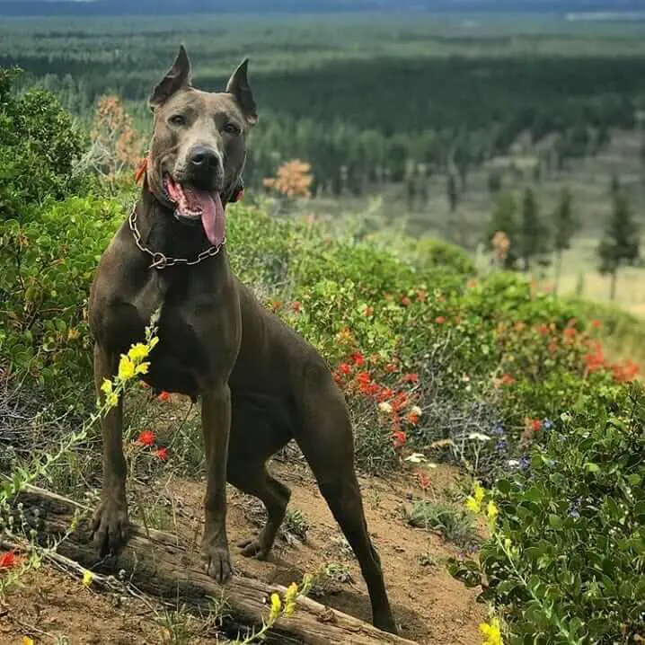 canis panther on hill
