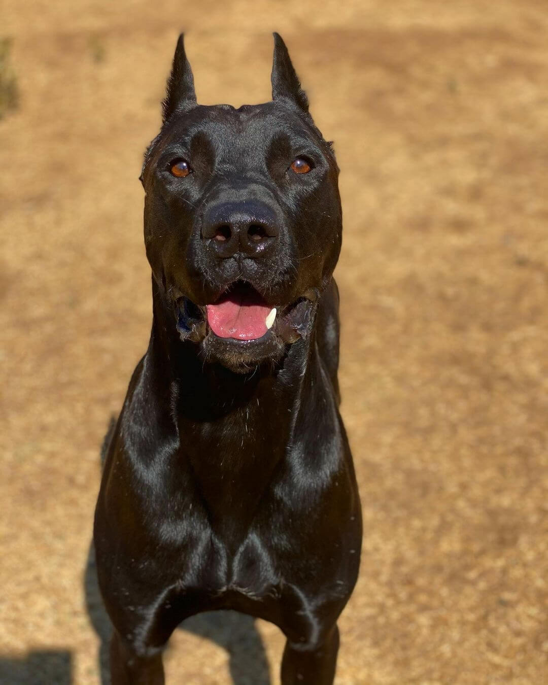 canis panther smile