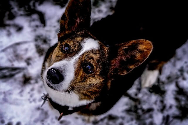 cardigan corgi