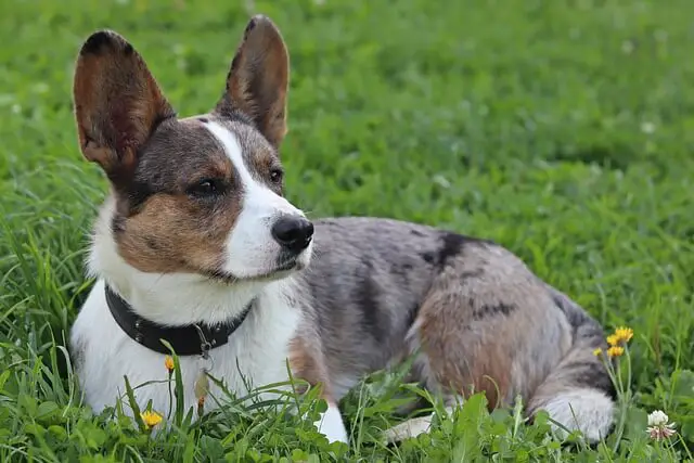 cardigan corgi in the park