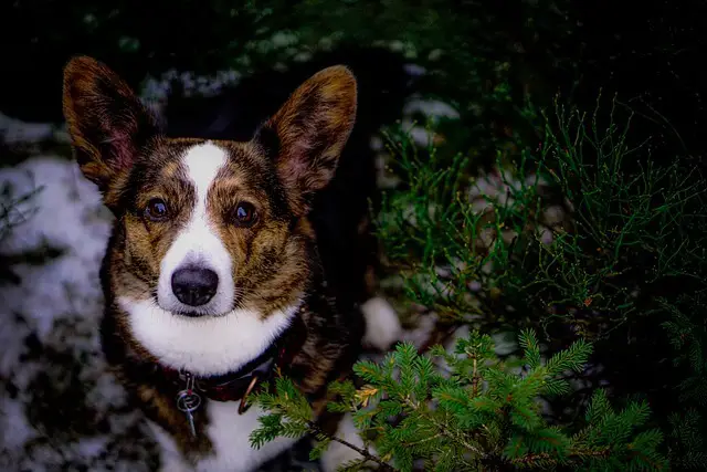 cardigan corgi portrait