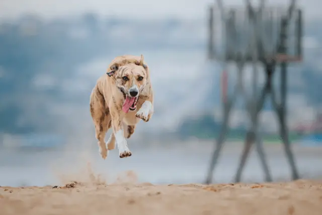 Carolina dog