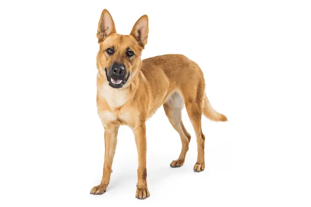 Carolina dog