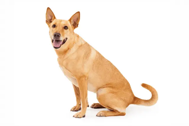 Carolina dog