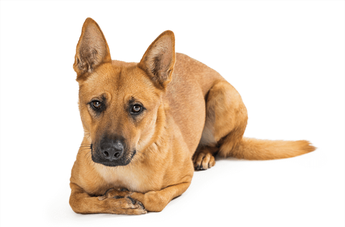 are carolina dog hypoallergenic