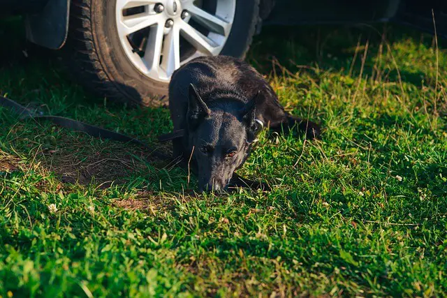 carsick dog