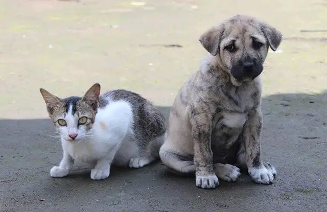 cat and puppy