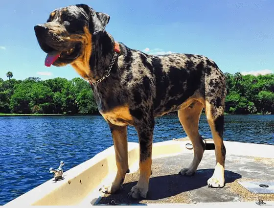 Bulldog Catahoula