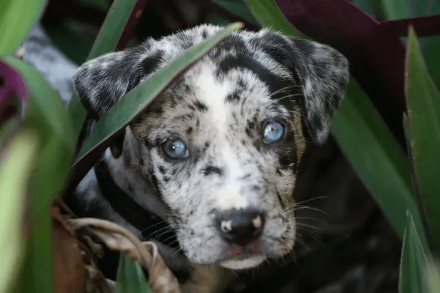 Catahoula Leopard dog