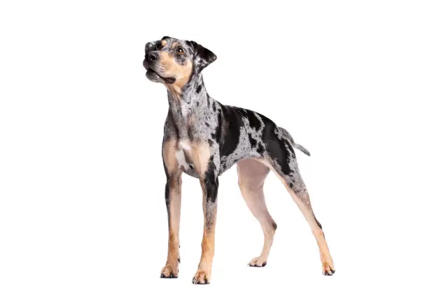 Catahoula Leopard dog