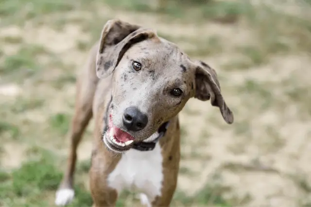 Catahoula Leopard dog