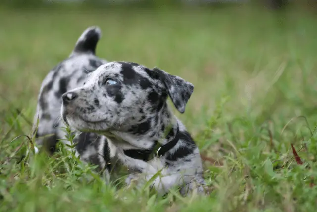 Catahoula Leopard dog