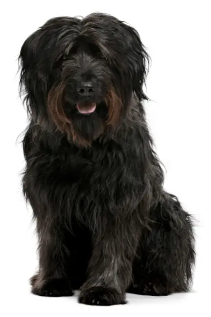 Catalan Sheepdog