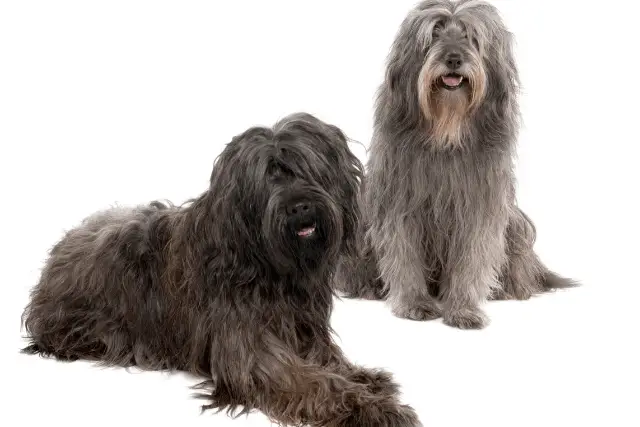 Catalan Sheepdogs